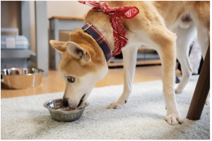Cracking the Code: Safe Peanut Consumption for Canine Companions