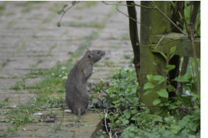 How Effective Pest Management Protects Family Homes