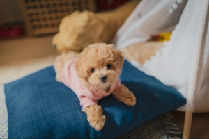 How to Budget for a Family's First Puppy