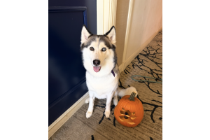 How to Keep Your Older Dog Healthy and Happy