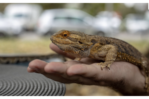 When Your Dream Pet Turns Out to Be Illegal