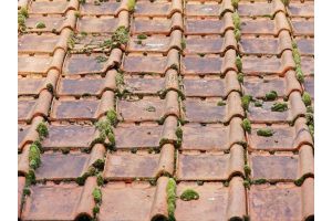  Why Roof Maintenance Plays a Role in Creating Healthier Family Homes