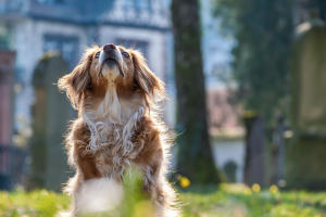 How to Transition Your Dog to a Healthier Diet