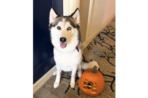 How to Keep Your Older Dog Healthy and Happy