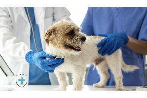 Choosing the Right Vet: Why Your Pet's Health Is Crucial for the Family