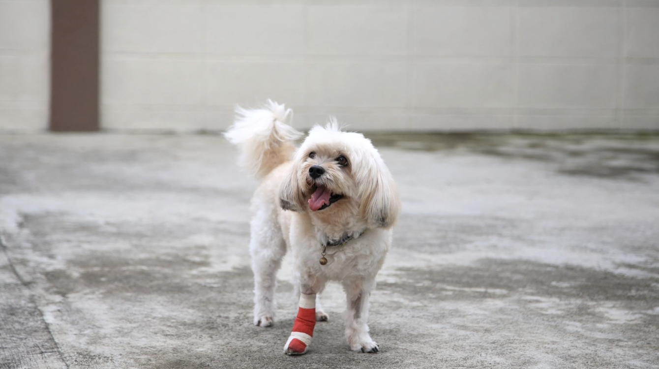 A Guide To Common Dog Leg Injuries And Next Steps
