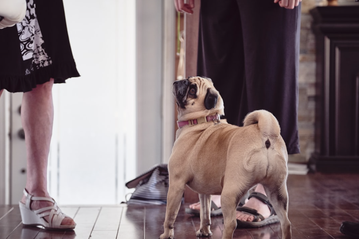 A Guide To Creating A Calm Home When You’re Raising Both Baby And Dog