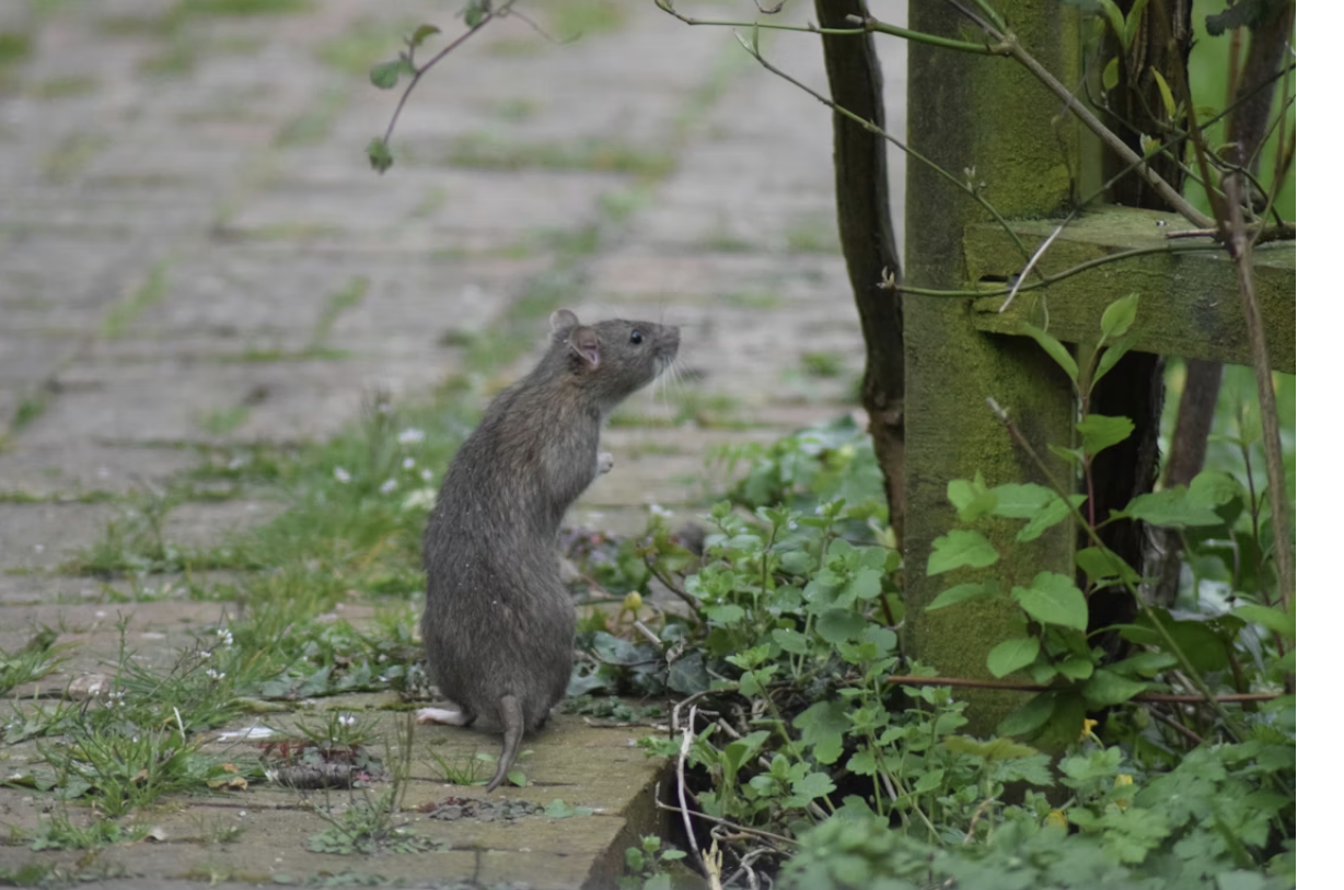 How Effective Pest Management Protects Family Homes