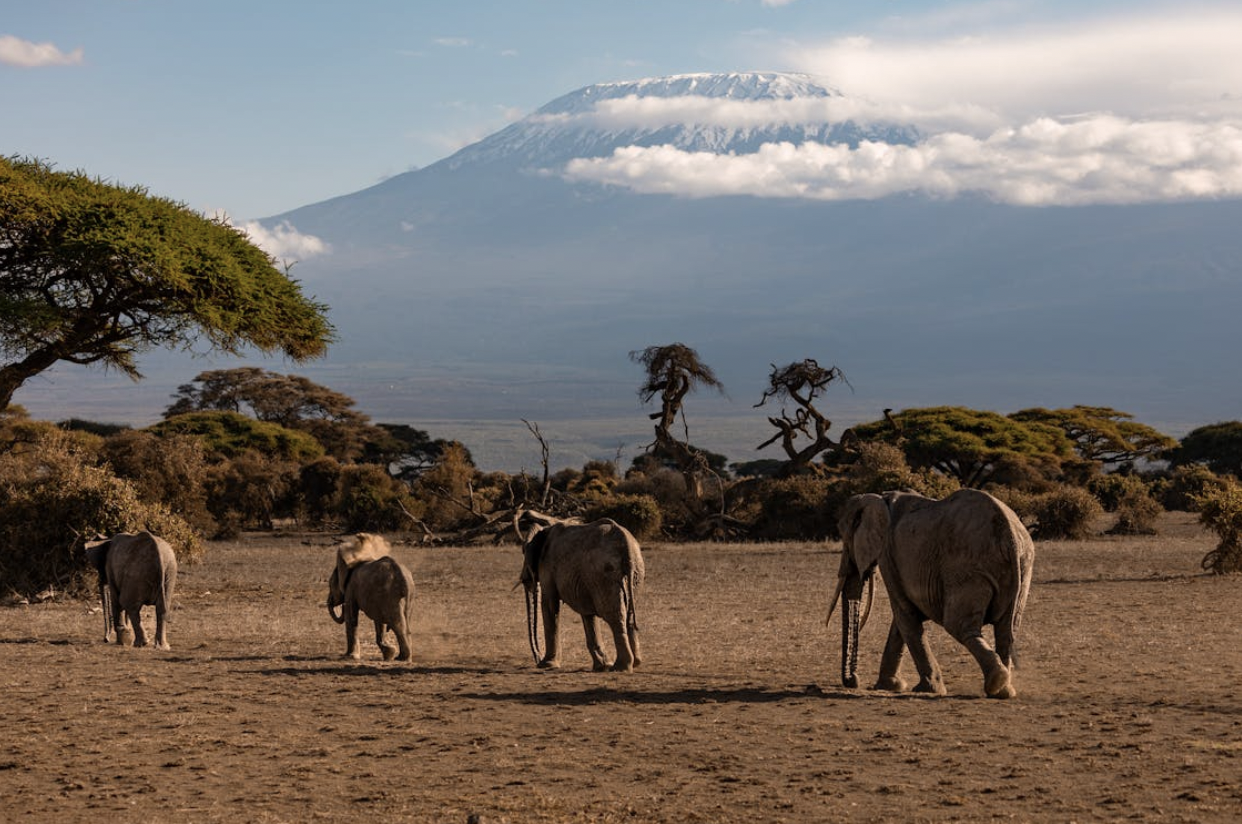 How to Prepare for an Unforgettable Kilimanjaro Adventure