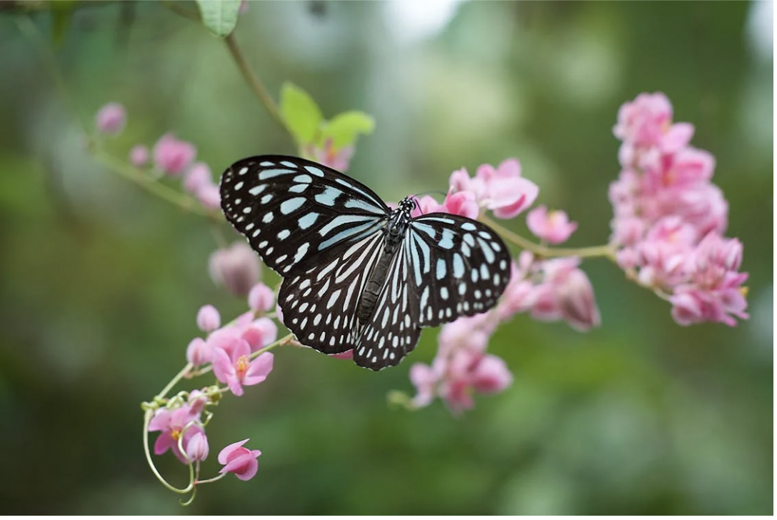 Interesting Facts You Didn’t Know About Butterflies