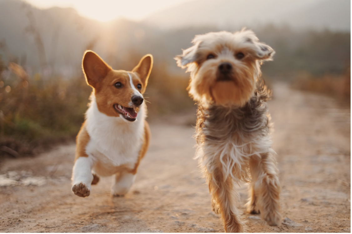 Skin Health 101: Preventing and Treating Scabs on Your Family Dog