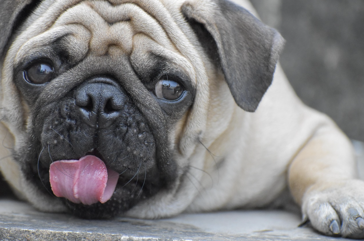 Tiny Paws, Big Love: Your Guide to Finding the Perfect Lightweight Pup