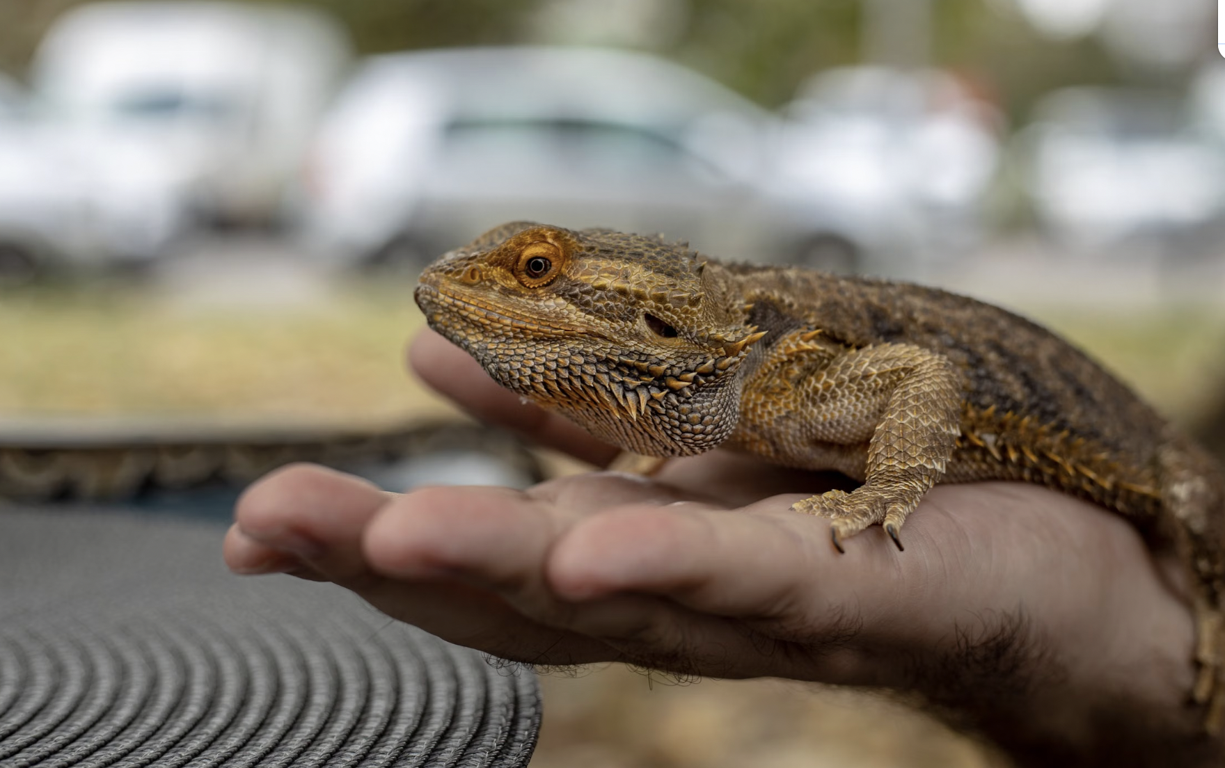 When Your Dream Pet Turns Out to Be Illegal