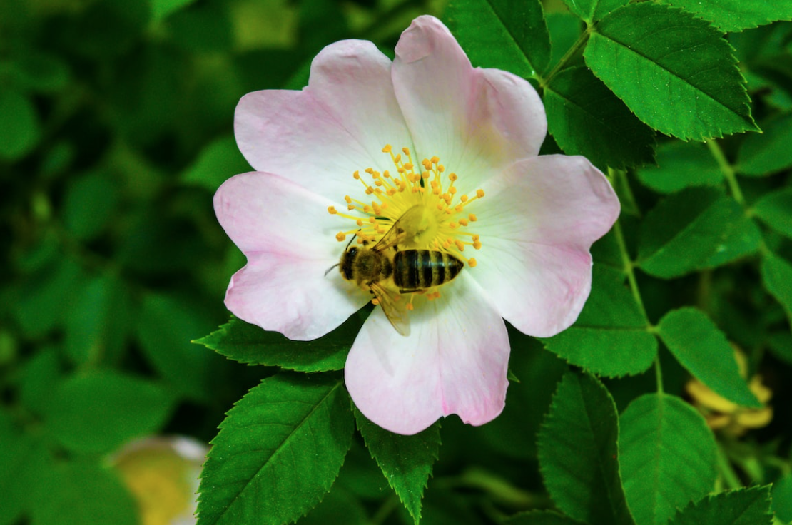 What Plants Attract Bees: How to Choose Flowers and Herbs for Bee-Friendly Gardens