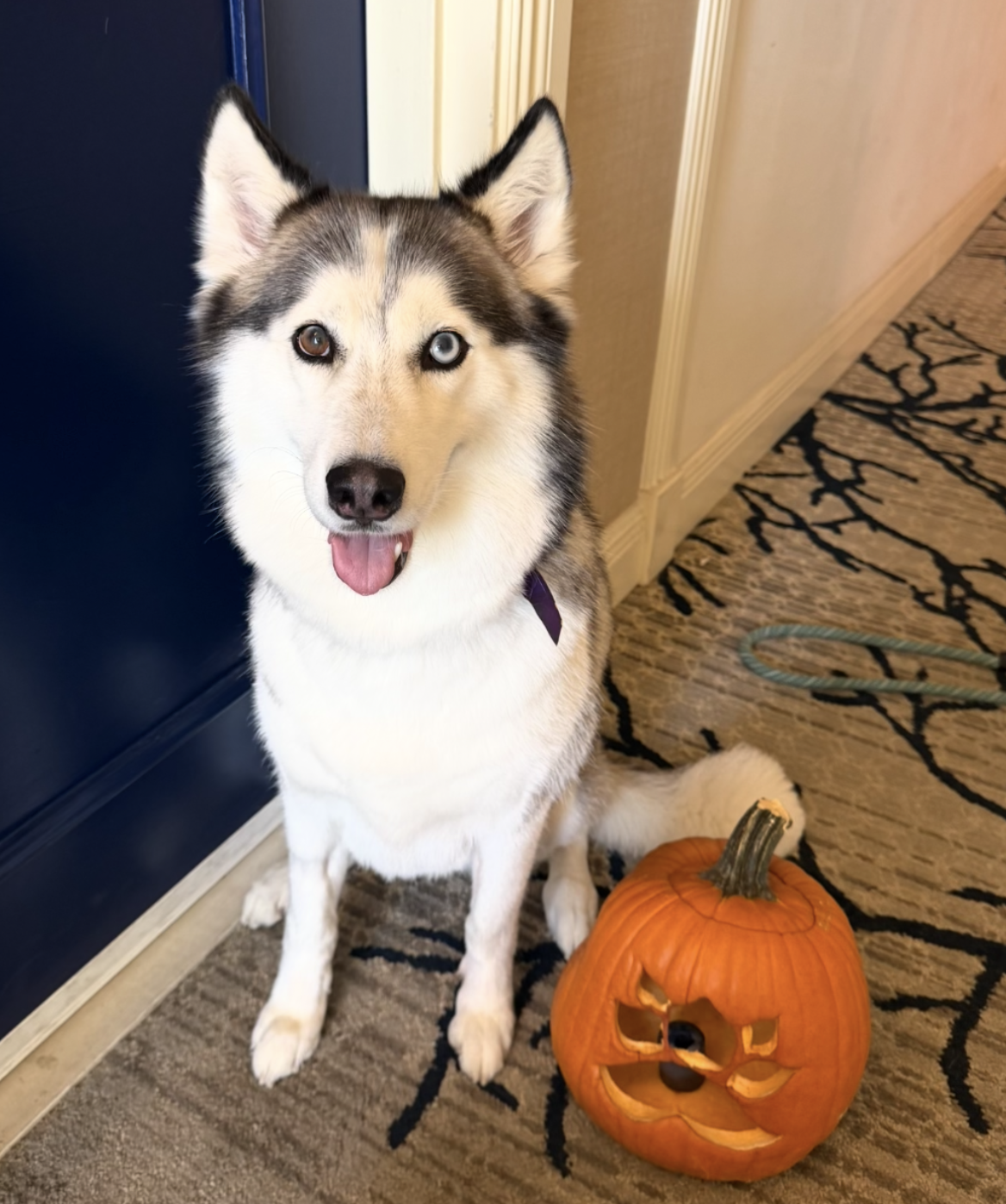 How to Keep Your Older Dog Healthy and Happy