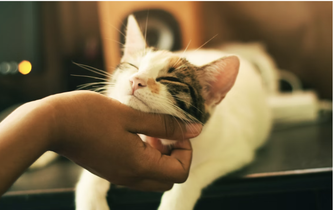 7 Essential Tips to Take Care of Your Pets the Right Way