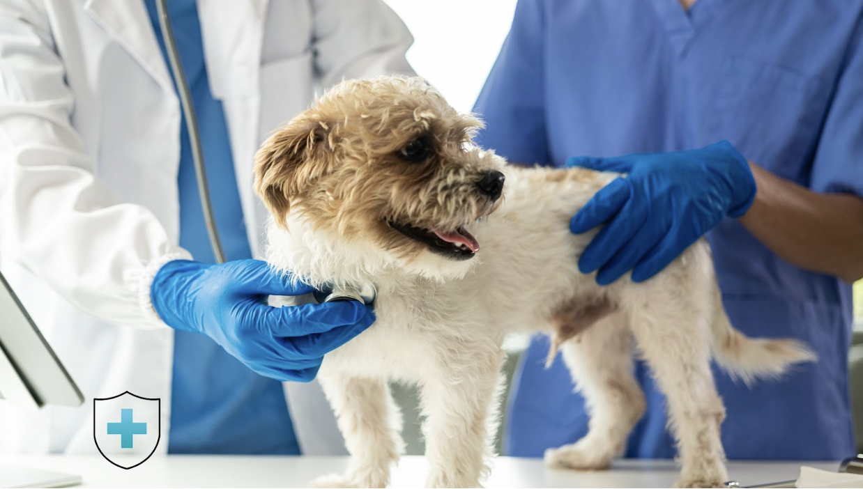 Choosing the Right Vet: Why Your Pet's Health Is Crucial for the Family